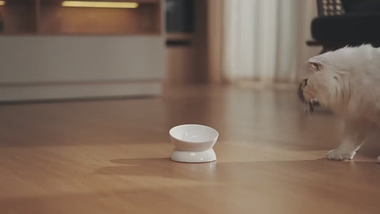 Smart Paw™ – Intelligent Automatic Pet Feeder (WiFi Control)