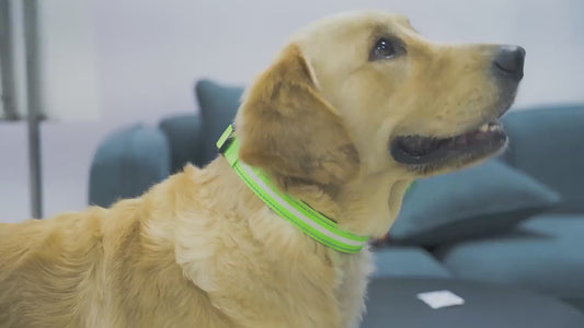 Smart LED Glow Collar – Night Safety Light Collar for Dogs